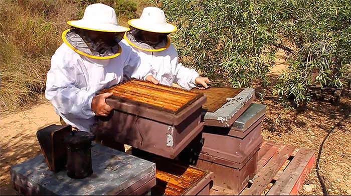 La Unió reclama un etiquetatge correcte amb l’origen de la mel per a evitar fraus