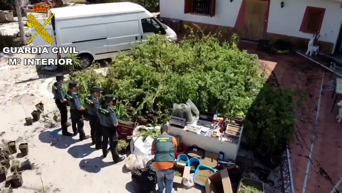 ﻿La Guàrdia Civil de Sueca intervé 8.000 plantes de marihuana en 72 registres realitzats a la Ribera