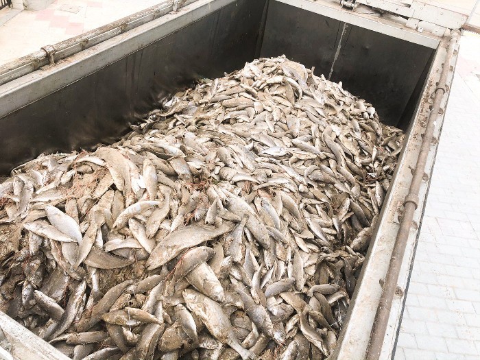 Cullera retira 11.000 quilos de peix mort de les seues platges